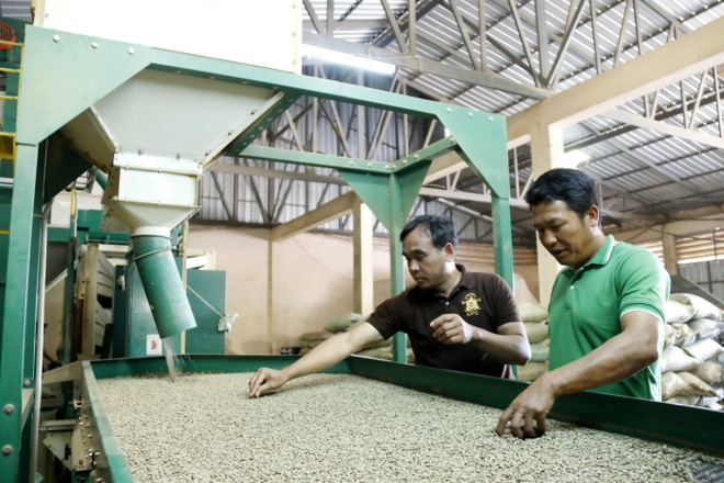 Độc đáo mô hình Hợp tác xã càphê tự quản tại các tỉnh của Lào ảnh 4