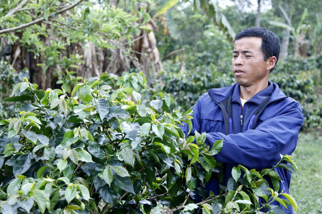 Độc đáo mô hình Hợp tác xã càphê tự quản tại các tỉnh của Lào ảnh 3