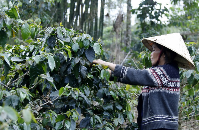 Độc đáo mô hình Hợp tác xã càphê tự quản tại các tỉnh của Lào ảnh 1