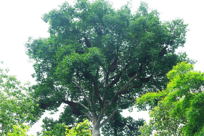 Rất nhiều tổ ong trên cây. (Ảnh: Phan Tuấn Anh/TTXVN) Kỳ lạ "cây tổ ong" khổng lồ của người dân tộc Thái ở Điện Biên ảnh 3