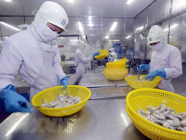 Chế biến tôm xuất khẩu. (Ảnh: Trần Việt/TTXVN) Giá tôm sụt giảm, doanh nghiệp tận dụng ưu thế về chế biến sâu ảnh 2