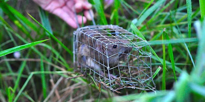 Thành phố Cần Thơ sẽ chi 22,5 tỷ đồng để diệt chuột trong 5 năm ảnh 1