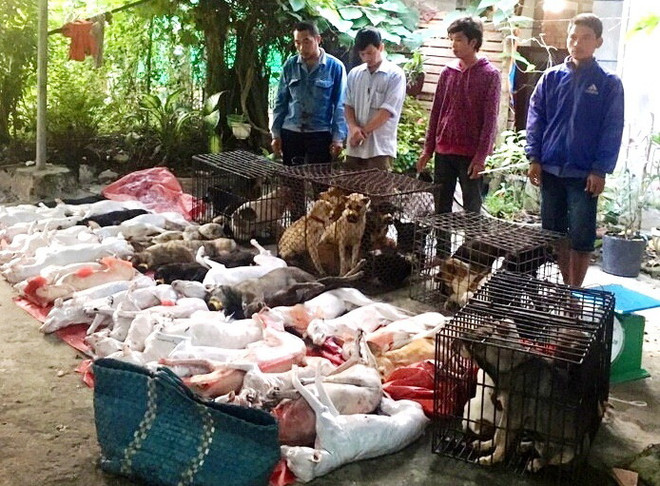 Kẻ trộm và tang vật (47 con chó) bị bắt quả tang tại hiện trường. (Ảnh: Lê Đức Hoảnh/Vietnam+) Tây Ninh: Tạm giữ 6 nghi phạm bắt trộm 47 con chó trong một đêm ảnh 1