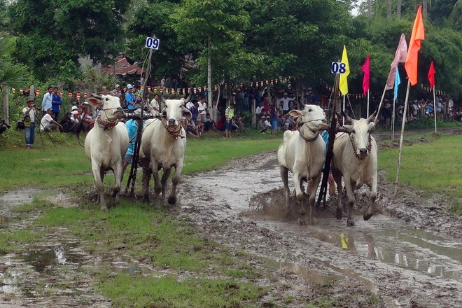 Tưng bừng lễ hội đua bò Bảy Núi An Giang của đồng bào Khmer ảnh 1
