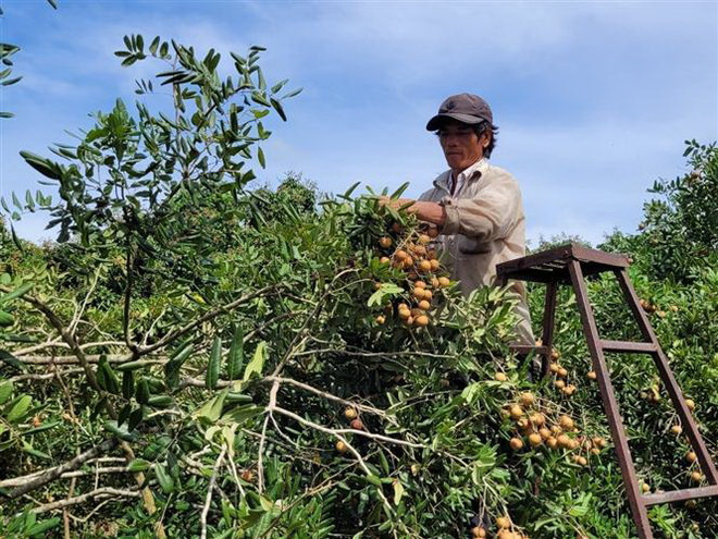 Cấp mã vùng trồng - cơ hội mới cho nông sản của Bà Rịa-Vũng Tàu ảnh 1