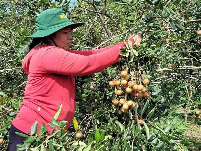 Cấp mã vùng trồng - cơ hội mới cho nông sản của Bà Rịa-Vũng Tàu ảnh 2