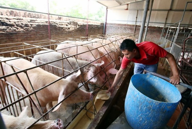 Ngăn chặn nguy cơ xâm nhiễm bệnh dịch tả lợn châu Phi vào Việt Nam ảnh 1