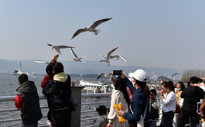 Trung Quốc: 'Xứ sở hải âu' ở thành phố Côn Minh thu hút du khách ảnh 3