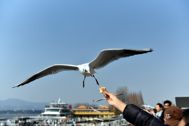Trung Quốc: 'Xứ sở hải âu' ở thành phố Côn Minh thu hút du khách ảnh 8