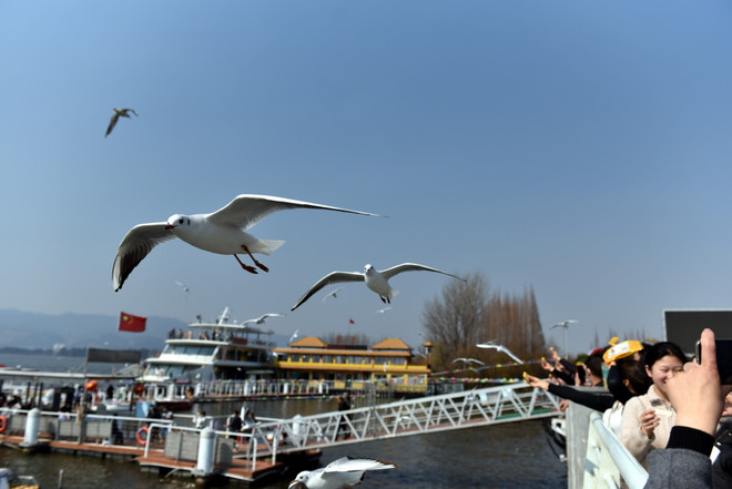 Trung Quốc: 'Xứ sở hải âu' ở thành phố Côn Minh thu hút du khách ảnh 9