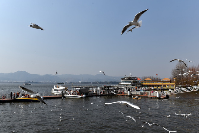 Trung Quốc: 'Xứ sở hải âu' ở thành phố Côn Minh thu hút du khách ảnh 6