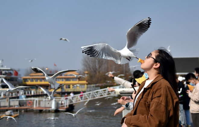 Trung Quốc: 'Xứ sở hải âu' ở thành phố Côn Minh thu hút du khách ảnh 2