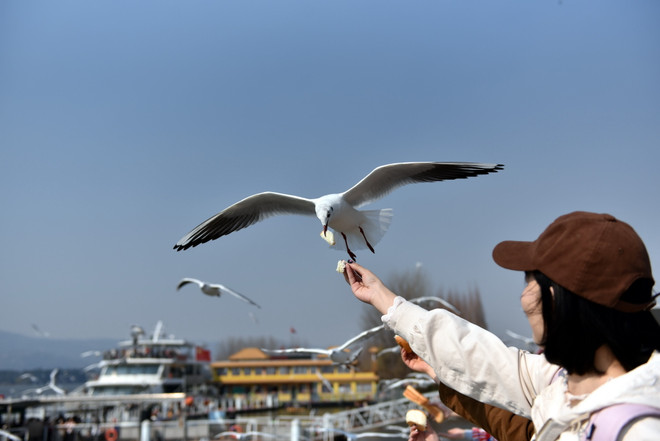 Trung Quốc: 'Xứ sở hải âu' ở thành phố Côn Minh thu hút du khách ảnh 7