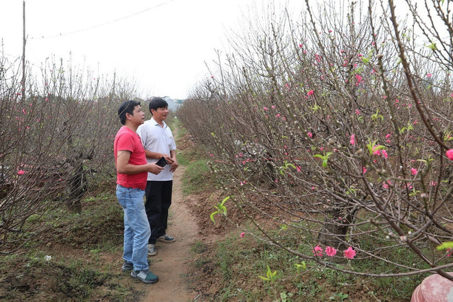 Nâng giá trị của đào Nhật Tân, phục vụ nhu cầu dịp Tết Canh Tý ảnh 1