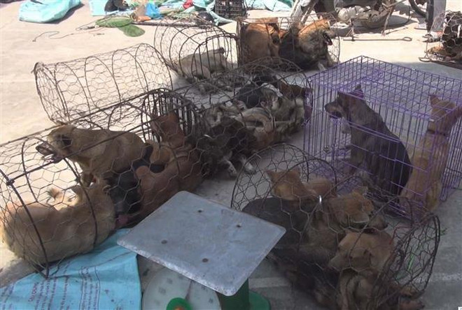 Khởi tố 16 đối tượng trong đường dây trộm hơn 100 tấn chó ảnh 1