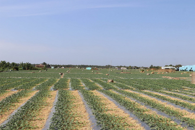 ttxvn_trong dua 1.jpg