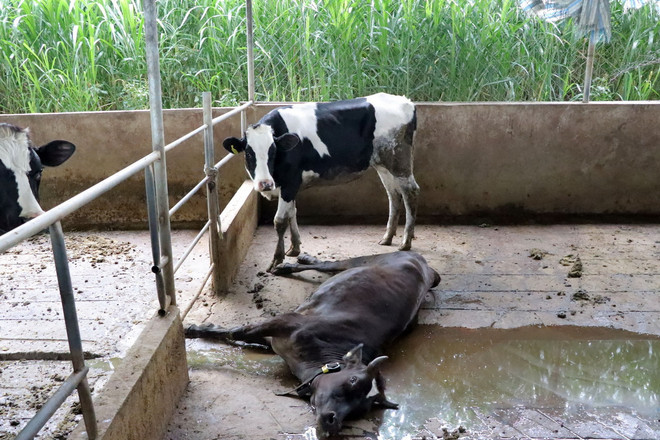 Bò của nhiều hộ gia đình trên địa bàn xã Hiệp Thạnh, huyện Đức Trọng bị chết. (Ảnh: Chu Quốc Hùng/TTXVN) ttxvn_bo sua 4.jpg