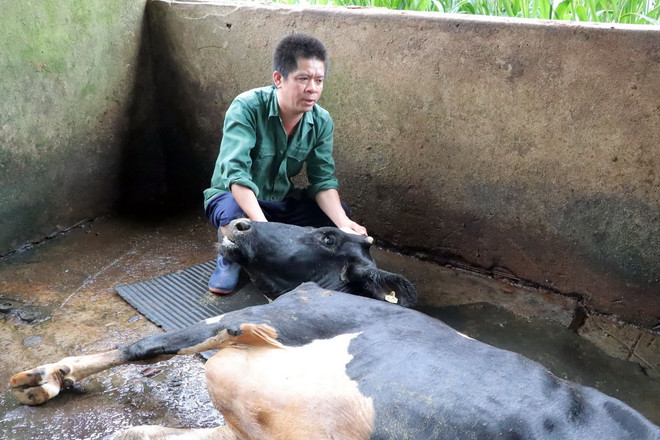 Ông Trần Đình Nam ở tổ 2, thôn Bồng Lai, xã Hiệp Thạnh (huyện Đức Trọng) bên con bò sữa bị chết. (Ảnh: Chu Quốc Hùng/TTXVN) ttxvn_bo sua 1.jpg