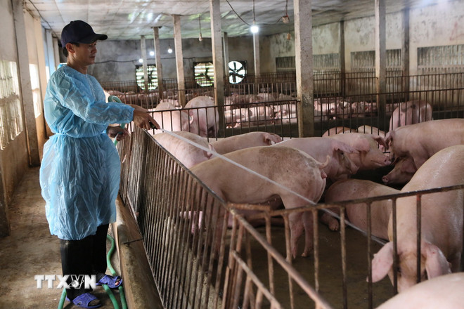 ttxvn-chan-nuoi-heo-2-3541.jpg