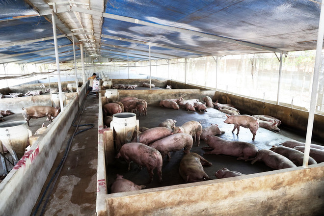 ttxvn_chan nuoi heo.jpg