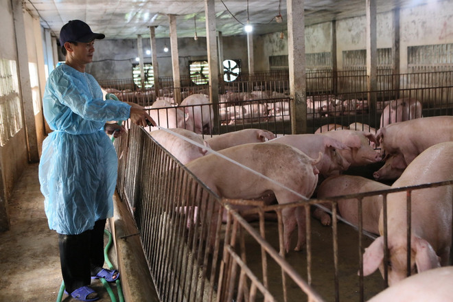 ttxvn_chan nuoi heo 2.jpg