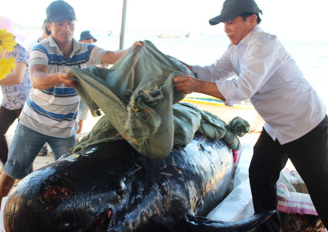 Ngư dân Quảng Ngãi an táng cá voi nặng hơn 700kg dạt vào bờ ảnh 1