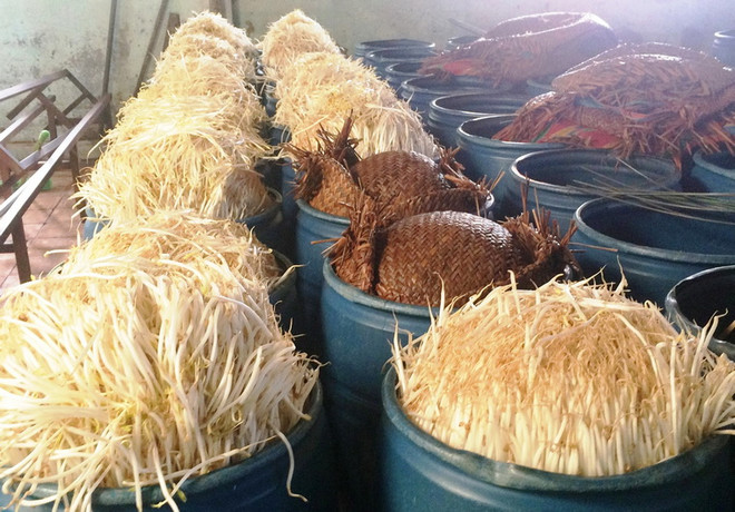 Tiêu hủy hơn 2 tấn giá đỗ có ủ hóa chất kích thích tăng trưởng ảnh 1