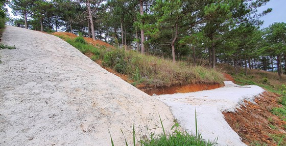 Điều tra vụ đổ bêtông làm đường trái phép trong rừng thông ở Đà Lạt ảnh 1