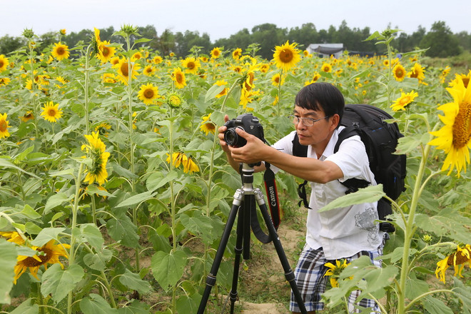 [Photo] Rực rỡ cánh đồng hoa hướng dương tại Thừa Thiên-Huế ảnh 2
