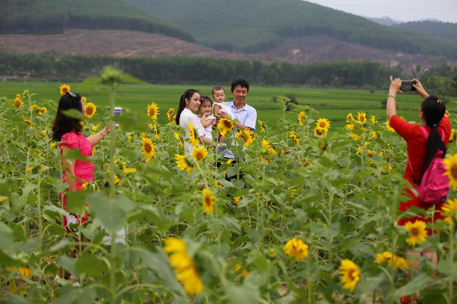 [Photo] Rực rỡ cánh đồng hoa hướng dương tại Thừa Thiên-Huế ảnh 4
