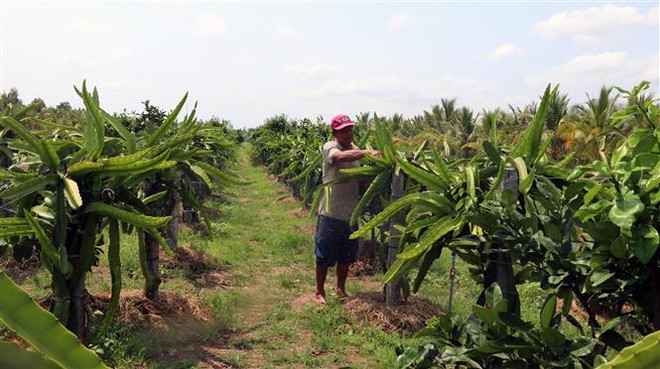 Vùng cách mạng U Minh Thượng: Sáng tạo trong xây dựng quê hương ảnh 1