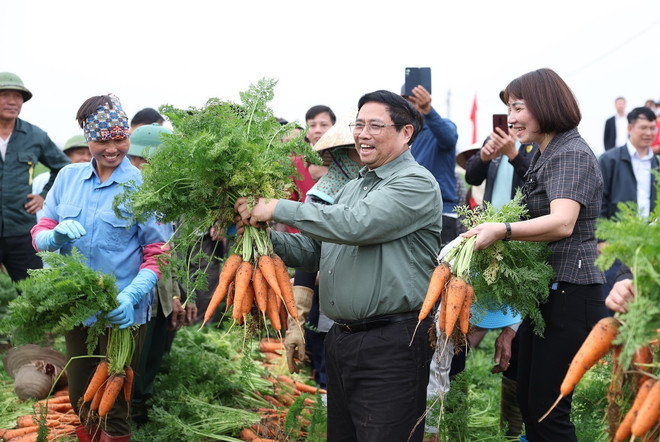 Thủ tướng Phạm Minh Chính thu hoạch cà rốt cùng nông dân xã Đức Chính, huyện Cẩm Giàng. (Ảnh: Dương Giang/TTXVN) ttxvn_thu tuong xuong dong 2.jpg