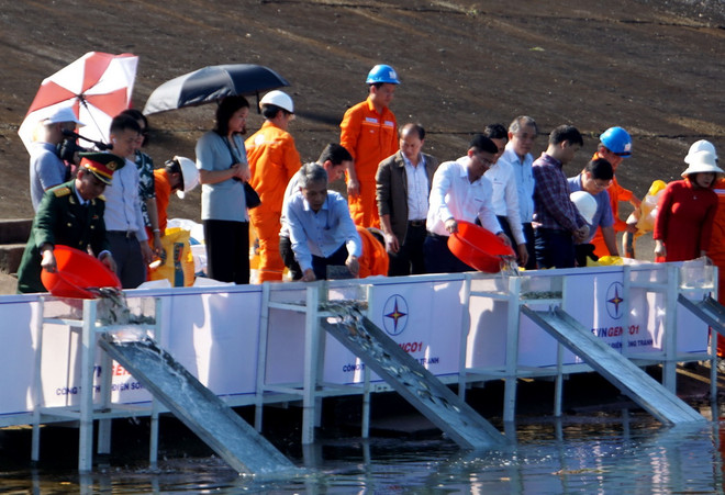 Thả 100.000 con cá giống xuống lòng hồ thủy điện Sông Tranh 2 ảnh 1