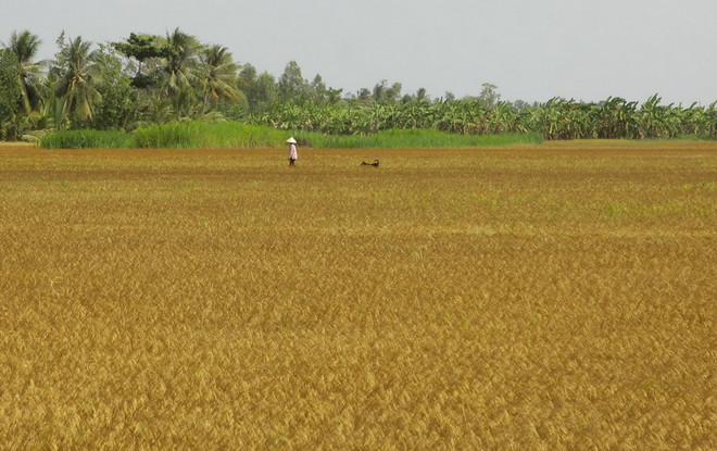 Nhọc nhằn đối phó với tình trạng khô hạn khốc liệt tại ĐBSCL ảnh 2