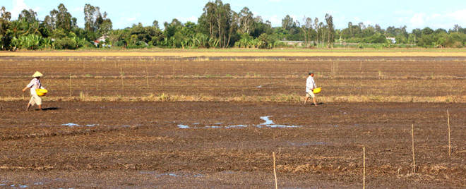 Hạn mặn nghiêm trọng ở Đồng bằng sông Cửu Long: Người khát, cá chết ảnh 1