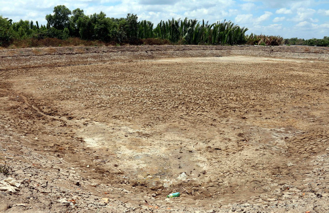 Hạn mặn nghiêm trọng ở Đồng bằng sông Cửu Long: Người khát, cá chết ảnh 2