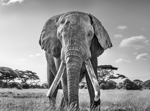 Ấn tượng các tác phẩm đoạt giải nhiếp ảnh thiên nhiên thế giới 2020 ảnh 10