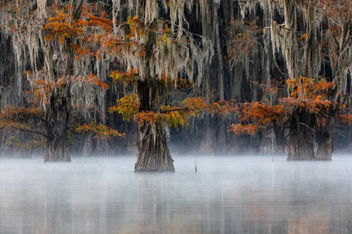 Ấn tượng các tác phẩm đoạt giải nhiếp ảnh thiên nhiên thế giới 2020 ảnh 3