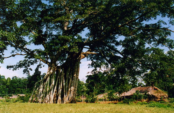 Lượng khách “về nguồn” thăm khu di tích Tân Trào tăng mạnh ảnh 1