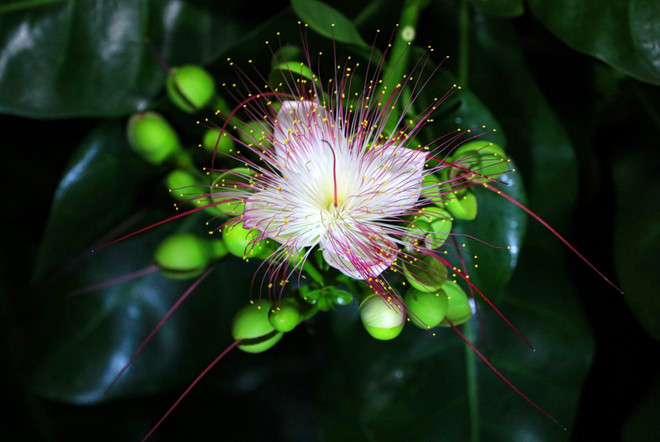 [Photo] Vẻ đẹp quyến rũ lạ thường của hoa bàng vuông ở Trường Sa ảnh 4