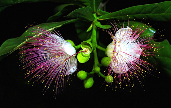 [Photo] Vẻ đẹp quyến rũ lạ thường của hoa bàng vuông ở Trường Sa ảnh 2