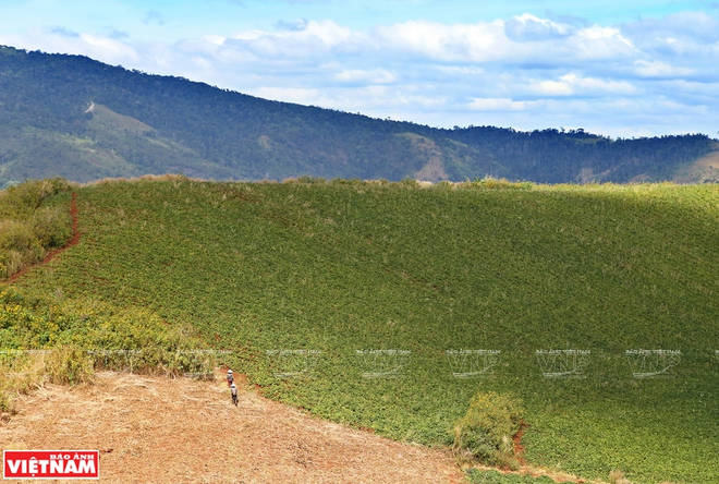 Khám phá vẻ đẹp hoang sơ quyến rũ của núi lửa Chư Đăng Ya ảnh 2