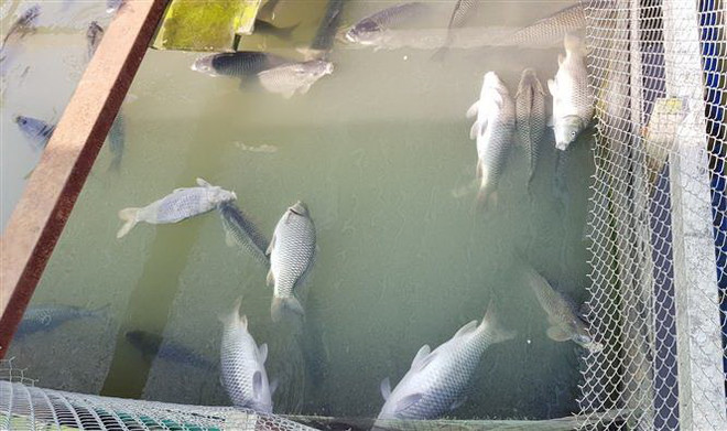 ​Làm rõ nguyên nhân cá nuôi lồng chết bất thường trên sông Chu ảnh 1