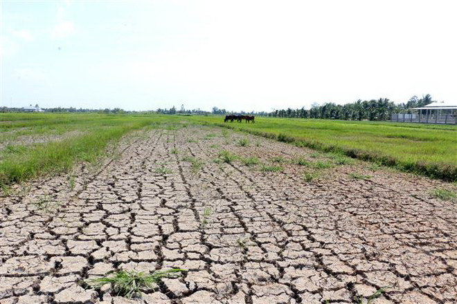 Xâm nhập mặn tại Đồng bằng sông Cửu Long sẽ ở mức cao trong tháng Tư ảnh 1