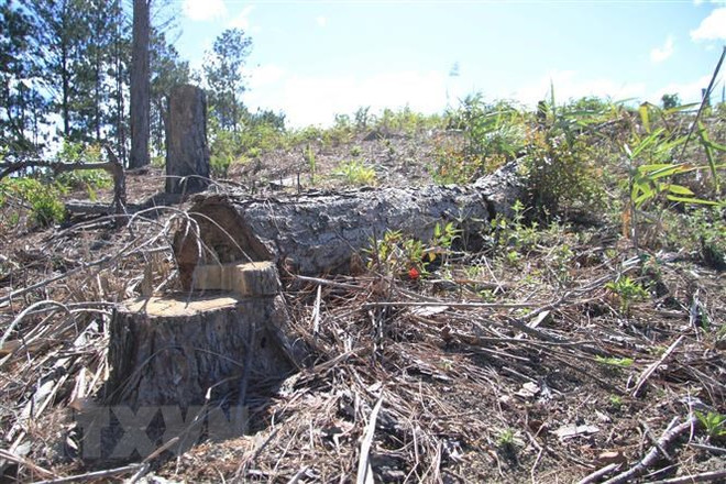 Bắt quả tang nhóm đối tượng phá rừng tại thành phố Đà Lạt ảnh 1