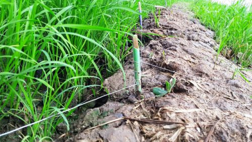 Dùng điện để bẫy chuột, hai người bị khởi tố vì tội giết người ảnh 1