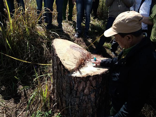 Rừng thông cổ thụ giữa lòng thành phố Đà Lạt bị cưa hạ trái phép ảnh 1