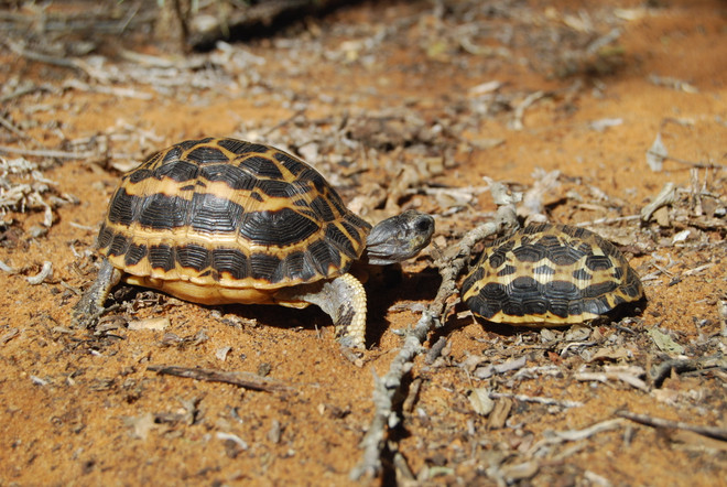 Cảnh sát Madagascar thu giữ 260 rùa con bị buôn lậu sang Thái Lan ảnh 1