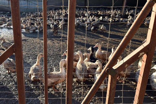 Hàng triệu gia cầm bị tiêu hủy tại Pháp để ngăn dịch cúm gia cầm. (Nguồn: AFP) Pháp đối mặt dịch cúm gia cầm tồi tệ nhất từ trước đến nay ảnh 1