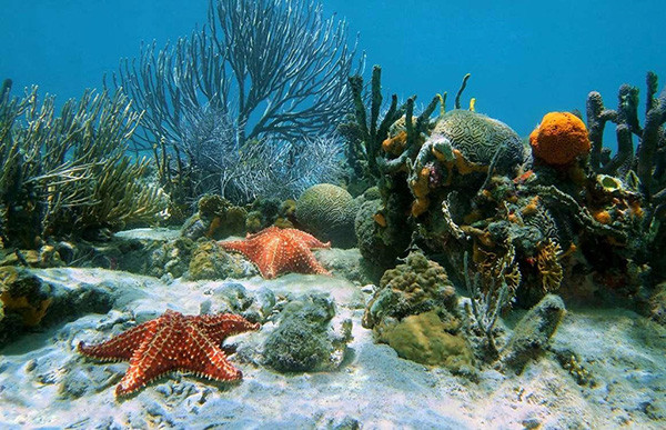 Khám phá thế giới dưới đáy Biển Bắc bằng công nghệ thực tế ảo ảnh 1